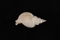 藏品(細紋峨螺)的圖片